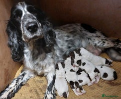 Cocker Spaniel dogs CHOCOLATE ROAN SHOW COCKER SPANIELS - Advert 2