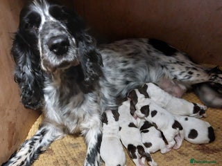 Cocker Spaniel dogs for sale - Advert 1