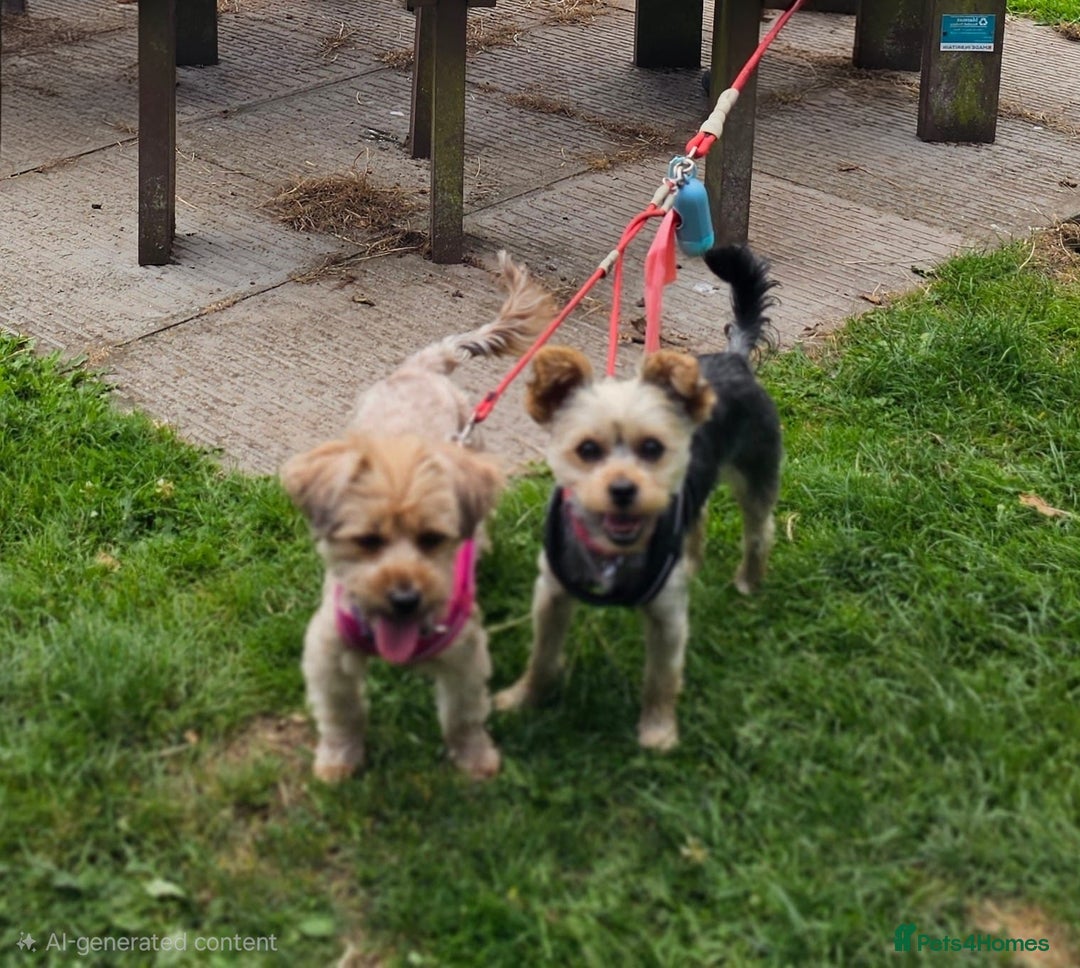 Morkie dogs for sale: Mini Maltese/Yorkshire terrier puppies for sale - Advert 6