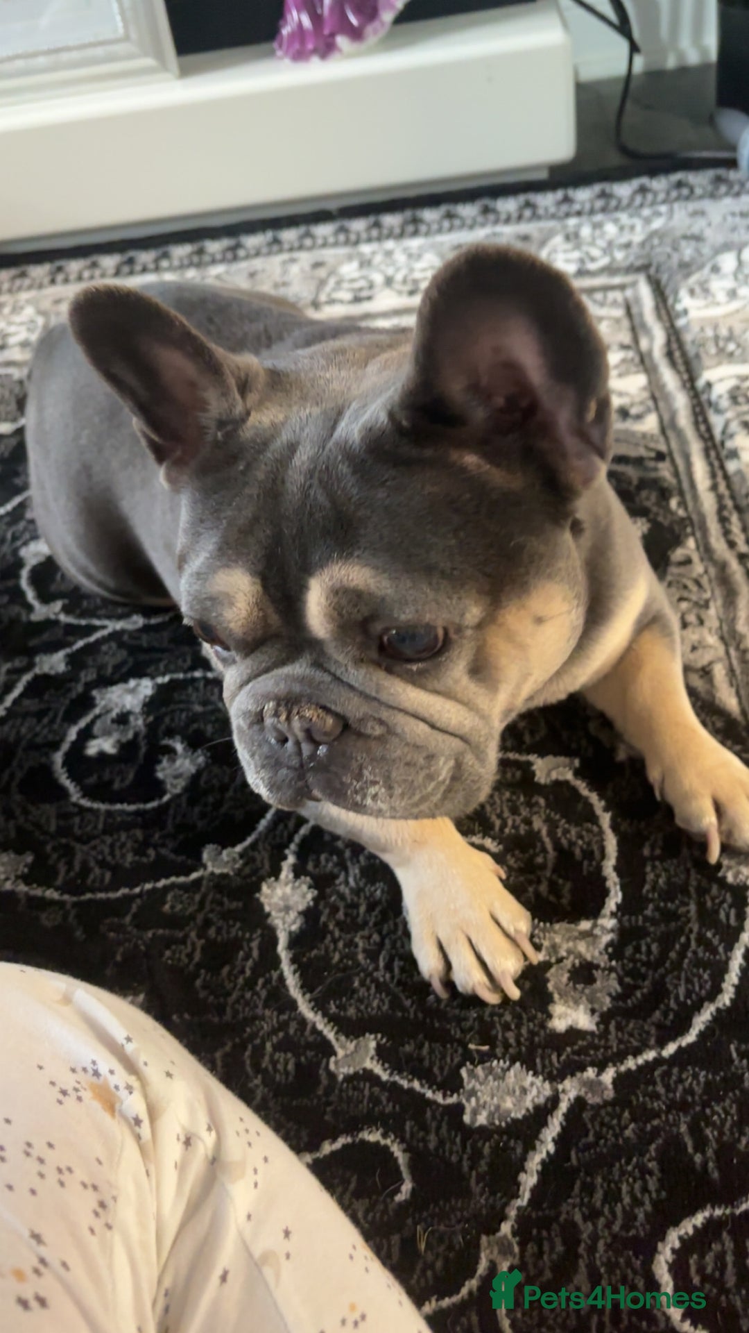 French Bulldog dogs for stud: Meet buddy a lilac frenchie looking for a bitch  - Image 5