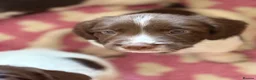 English Springer Spaniel dogs for sale: Gorgeous Springer Spaniel Pups - Advert 7