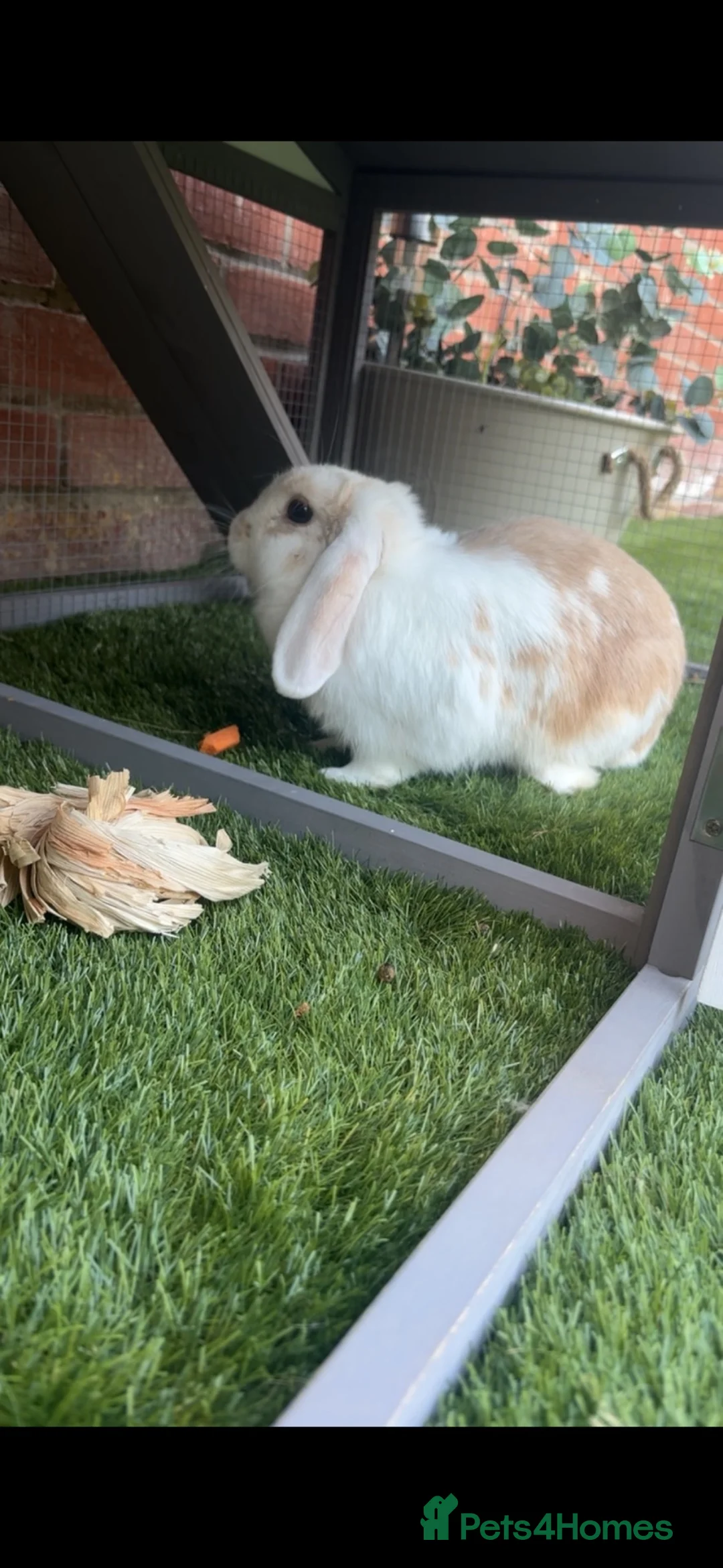 Mini Lop rabbits for sale: White & Brown Mini Lop (Female) in Colchester - Advert 2
