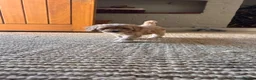 Cockapoo dogs for sale: Outstanding cockapoo puppies  - Advert 4