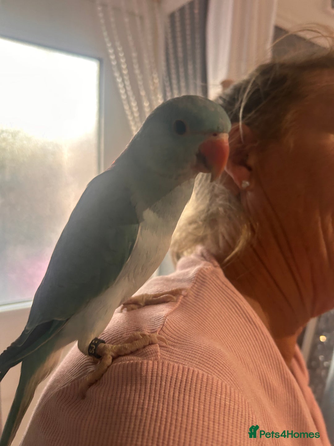 Ringnecks birds for sale: Gorgeous Male HandReared Blue Indian Ringneck £550 - Image 8