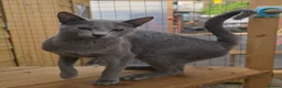 Russian Blue cats for sale: Champion Sired Registered Russian Blue Kittens - Advert 9