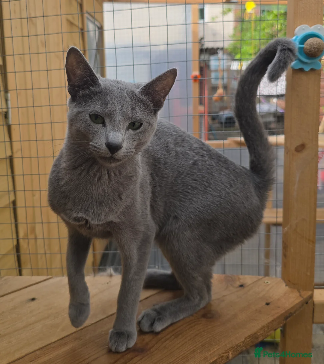 Russian Blue cats for sale: Champion Sired Registered Russian Blue Kittens - Advert 9