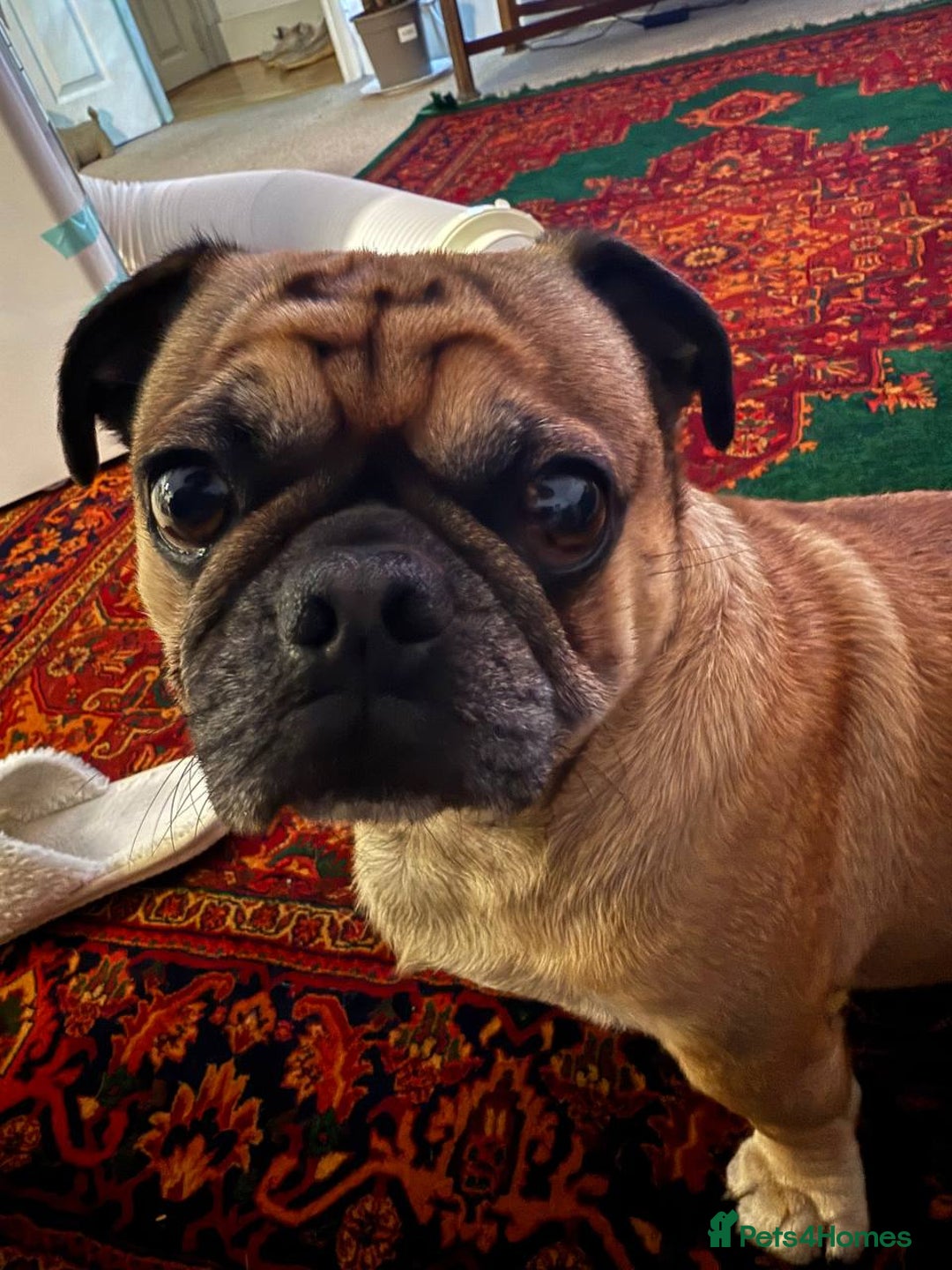 Pug dogs for stud: For Stud - Apricot Fawn Pug Benson. - Image 3