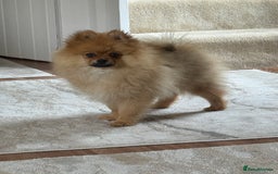 Pomeranian dogs for sale: Pomeranian - Image 4