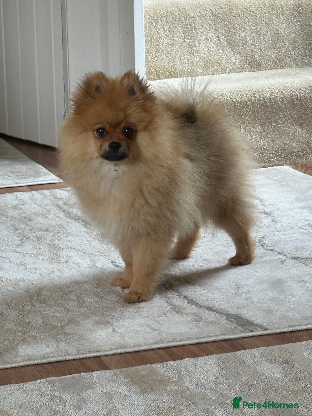 Pomeranian dogs for sale: Pomeranian - Image 4
