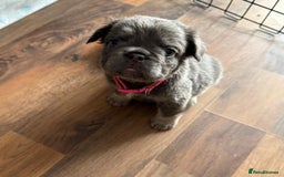 French Bulldog dogs for sale: Fluffy French bulldog pups for sale - Image 6
