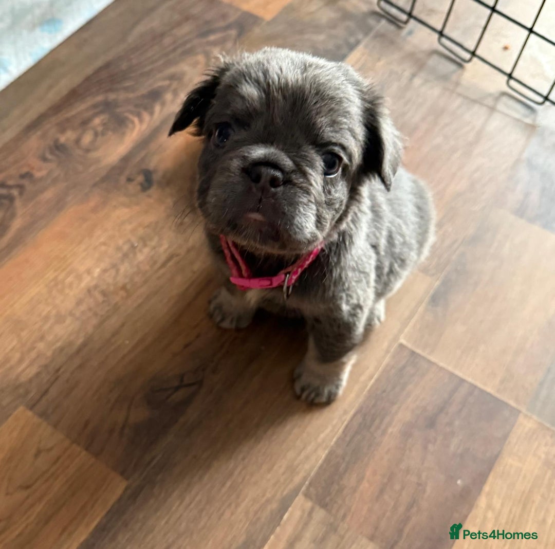 French Bulldog dogs for sale: Fluffy French bulldog pups for sale - Image 6