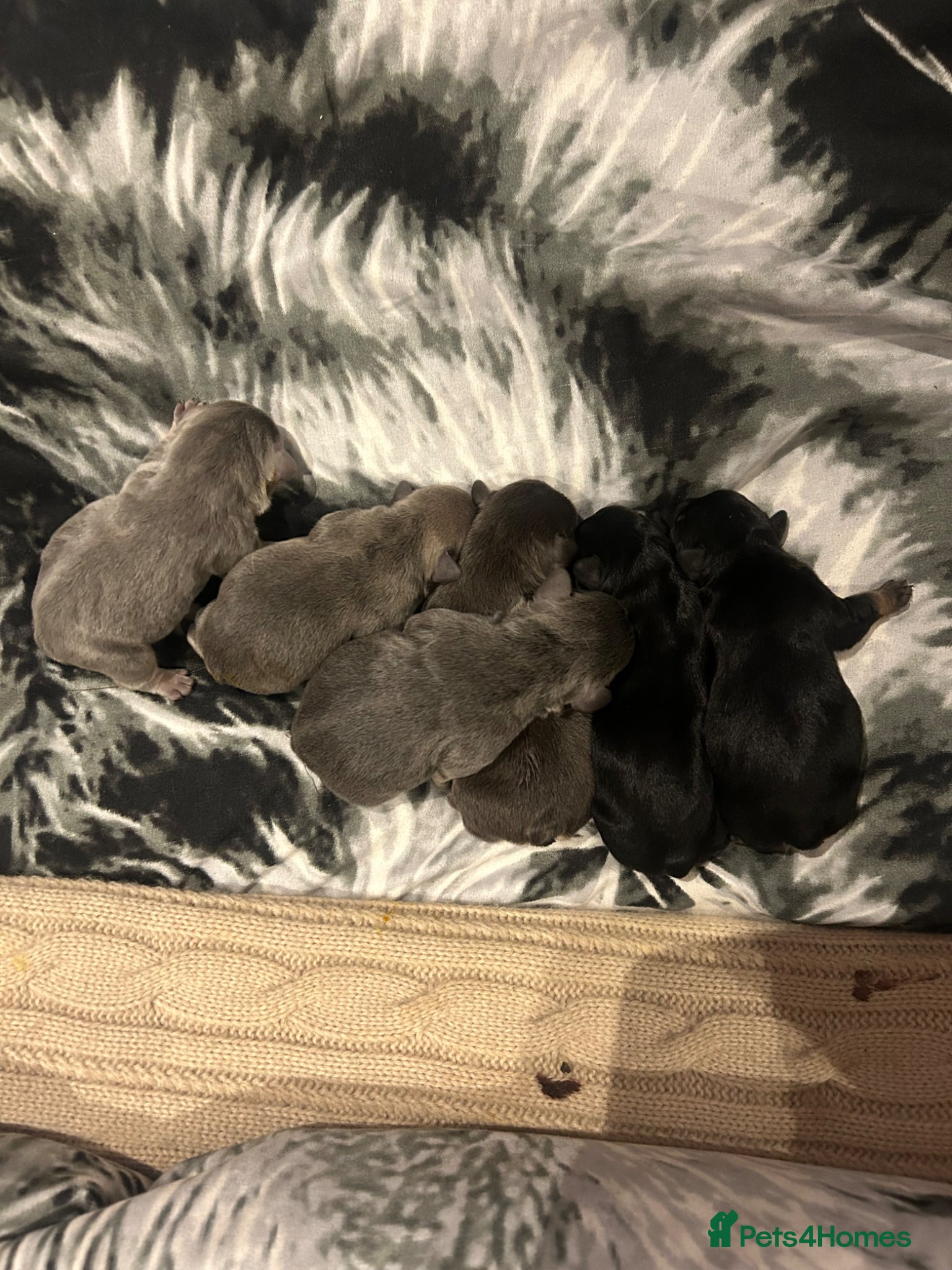 French Bulldog dogs Quality French bull dogs pups 💙💙💙🩷🩷🩷 - Advert 1