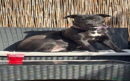 Mixed Breed dogs for sale: Storm - Image 1