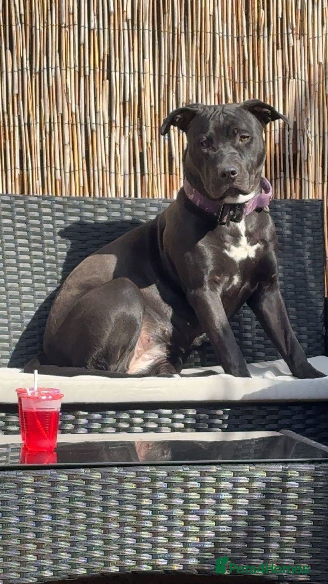 Mixed Breed dogs for sale: Storm - Image 1