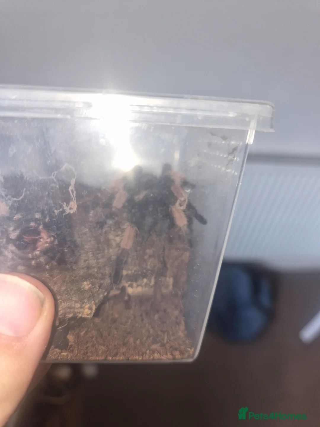 Tarantulas invertebrates for sale: Mexican fire leg - Advert 2