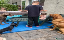 Labrador Retriever dogs for sale: Kc reg Labrador puppies injections flea worm chip - Image 11