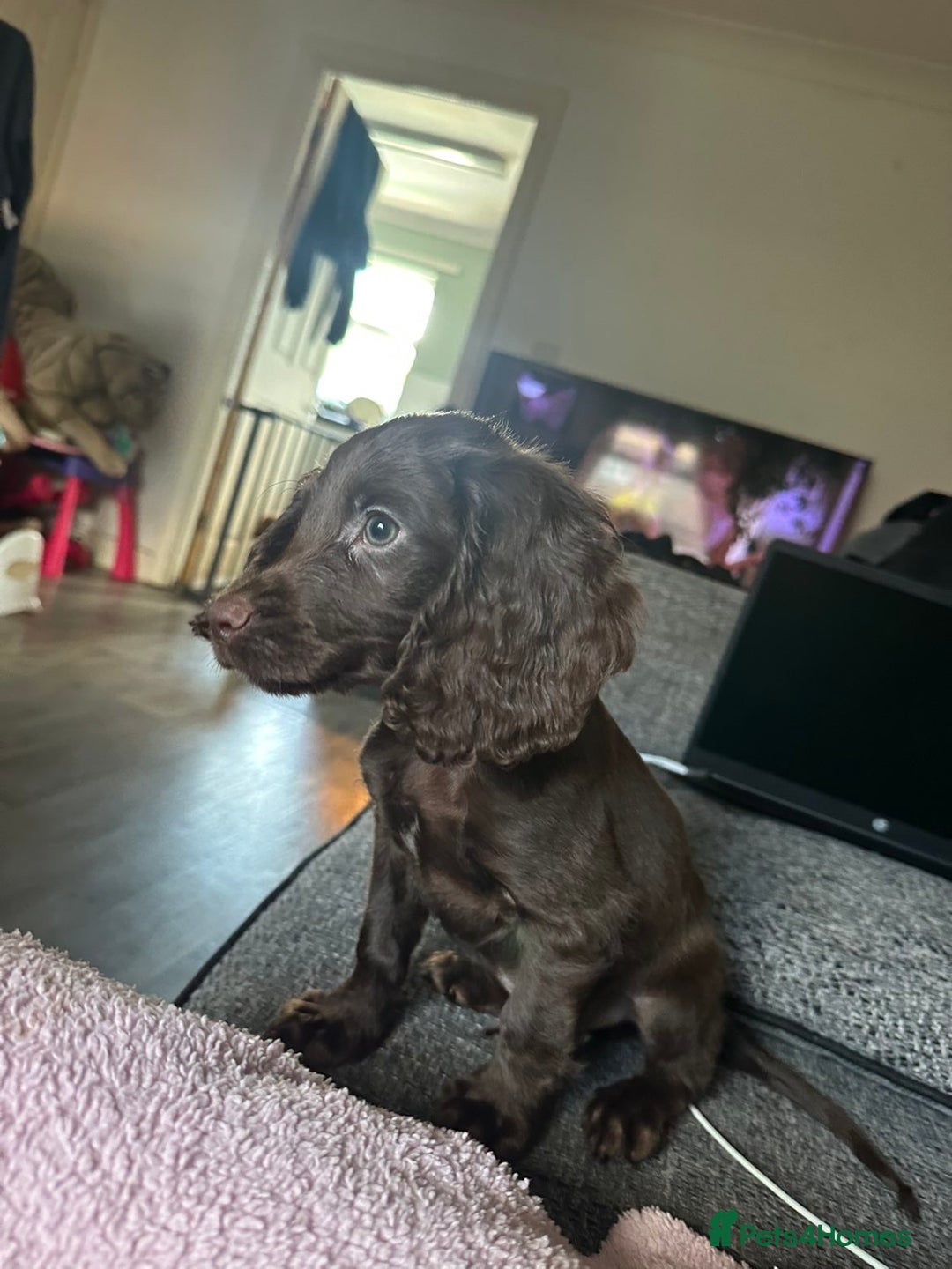 Cocker Spaniel dogs for sale: Pure breed cocker spaniels  - Image 2
