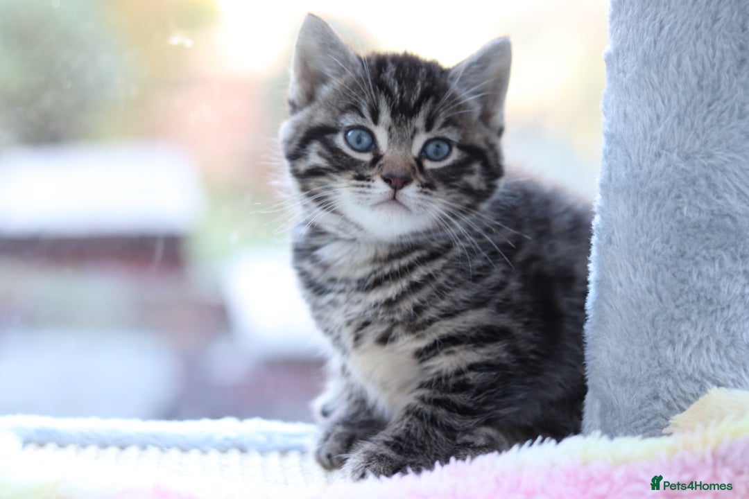 Mixed Breed cats for sale: Adorable Kittens - Advert 9