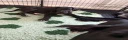Great Dane dogs for sale: High Quality Great Dane Puppies - Advert 8