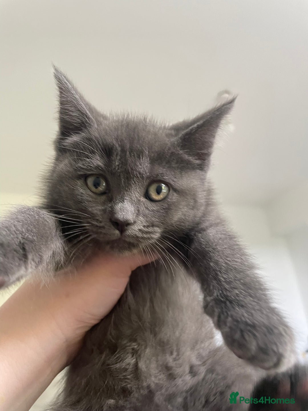British Shorthair cats for sale: BTS x Ragdoll - Image 6