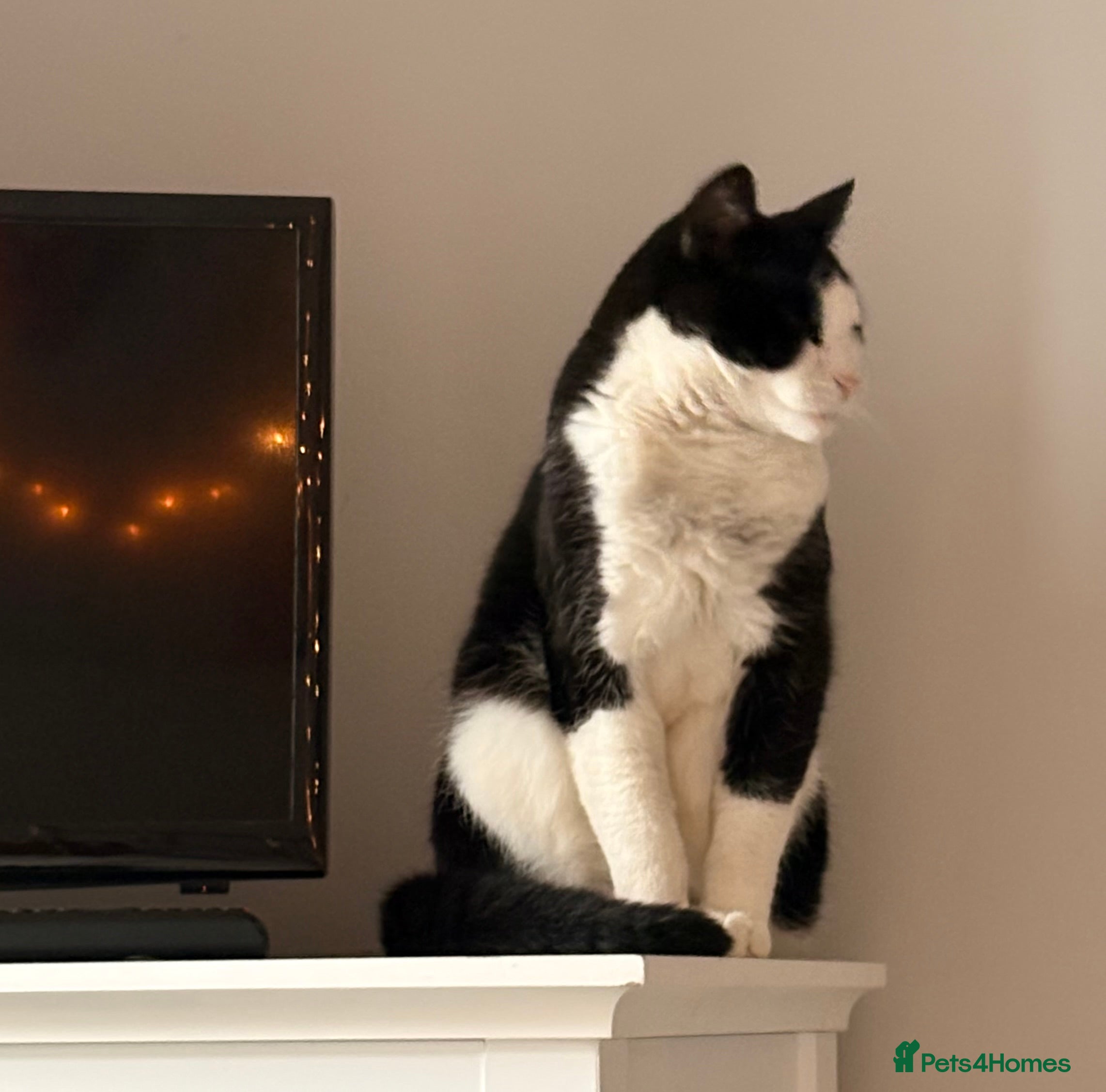 Mixed Breed cats Cat for sale aged 2.5 years old - Advert 8