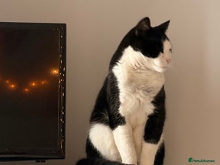 Mixed Breed cats Cat for sale aged 2.5 years old - Advert 3