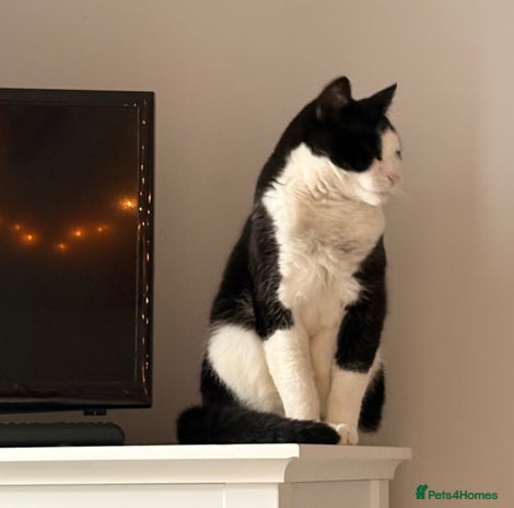 Mixed Breed cats - Advert 2