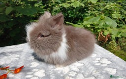 Lionhead rabbits for sale: Stunning DM Lionhead baby rabbits  - Image 6