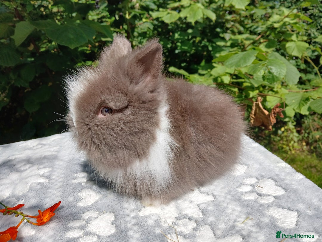 Lionhead rabbits for sale: Stunning DM Lionhead baby rabbits  - Image 6