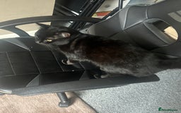 Bombay cats for sale: Bombay Cat  - Image 2