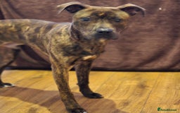 Mixed Breed dogs for sale: Mastiff for sale called dave - Image 5