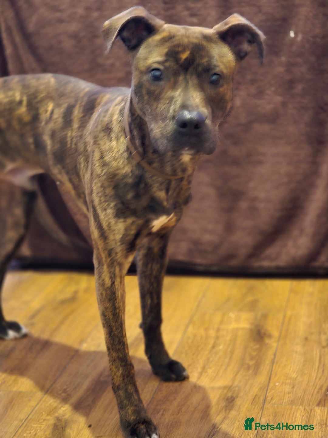 Mixed Breed dogs for sale: Mastiff for sale called dave - Image 5
