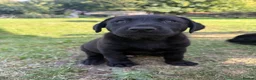 Mixed Breed dogs for sale: Labahoula x Collie-Lab puppies  - Advert 12