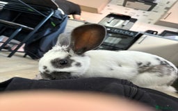 Mixed Breed rabbits for sale: Lovely cuddly bunny - Image 5