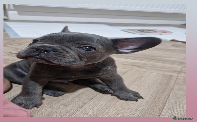 French Bulldog dogs - Advert 9