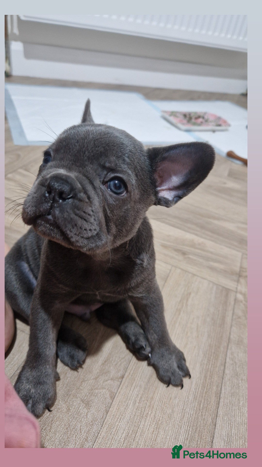 French Bulldog dogs for sale: Blue male French bulldog  - Image 1
