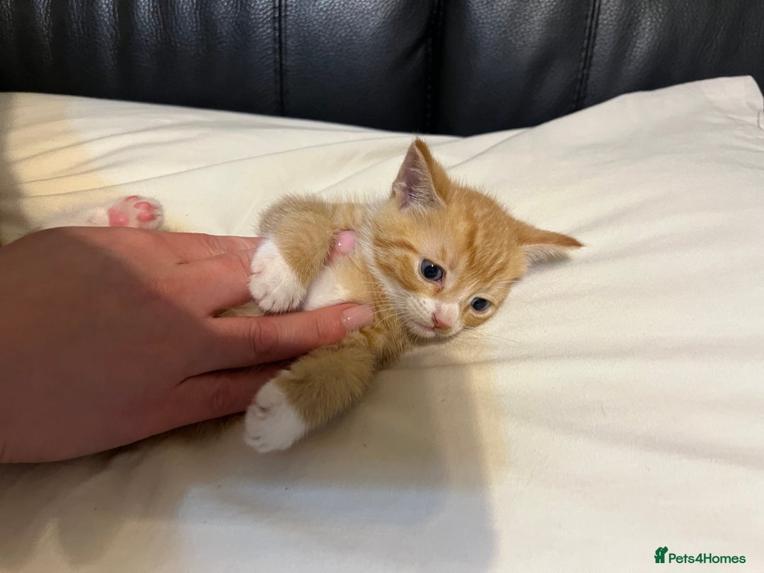 Mixed Breed cats for sale: 3 cutie kittens with fluffy tails  - Image 4
