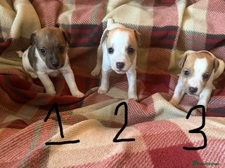 Jack Russell dogs 2 Jack Russell Puppies - Advert 10