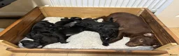 Patterdale Terrier dogs for sale: Patterdale Puppies in Colne - Advert 3