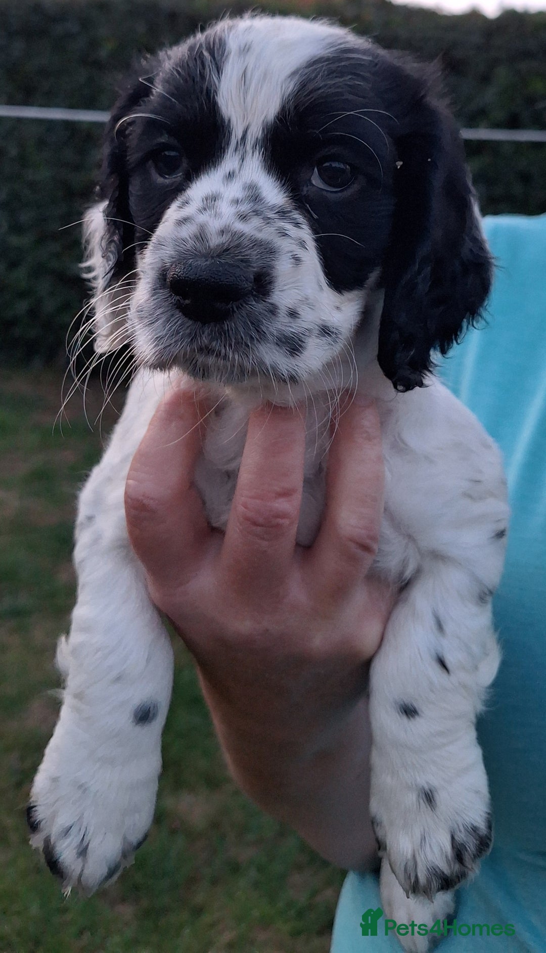 Cocker Spaniel dogs for sale: Working Cocker Spaniel Puppies  - Image 20