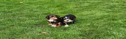 Cocker Spaniel dogs for sale: Kc working cockers health tested parents  - Advert 3