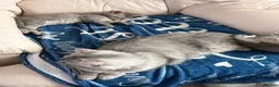 British Shorthair cats for sale: Stunning ragdoll cross BSH litter - Advert 11