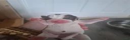 Beagle dogs for sale: Beautiful beagle puppies  - Advert 15