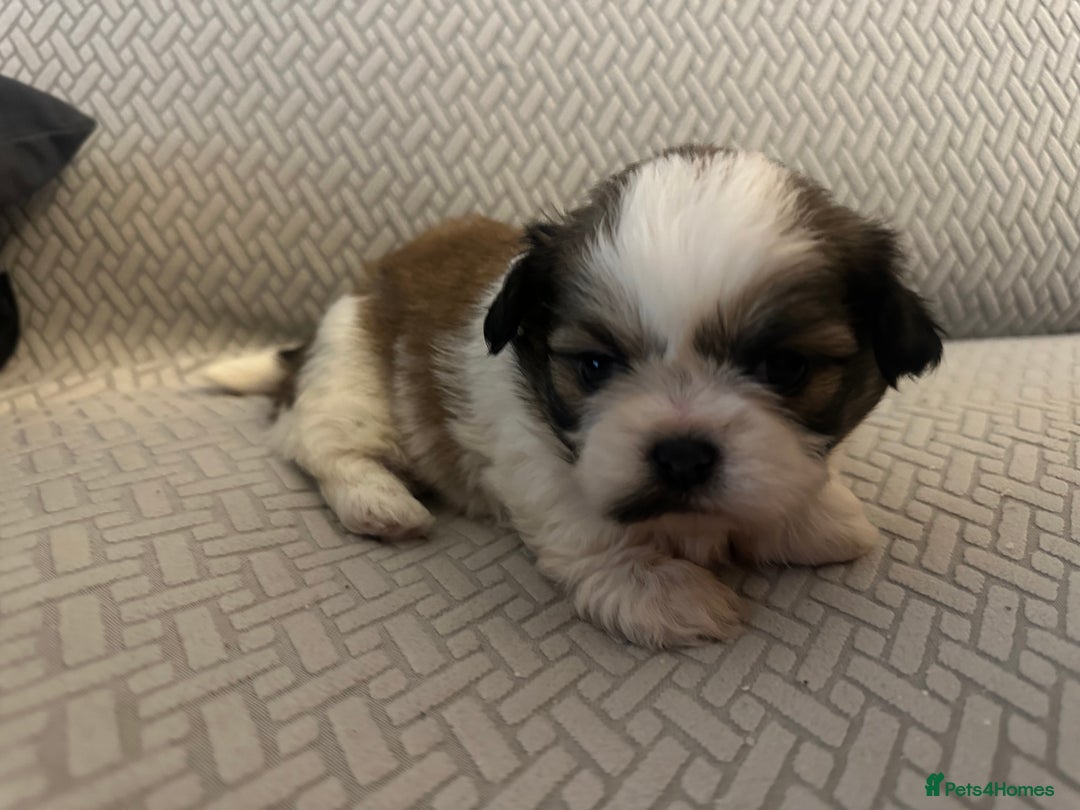 Shih Tzu dogs for sale: Beautiful Shih Zu Puppies  - Image 4