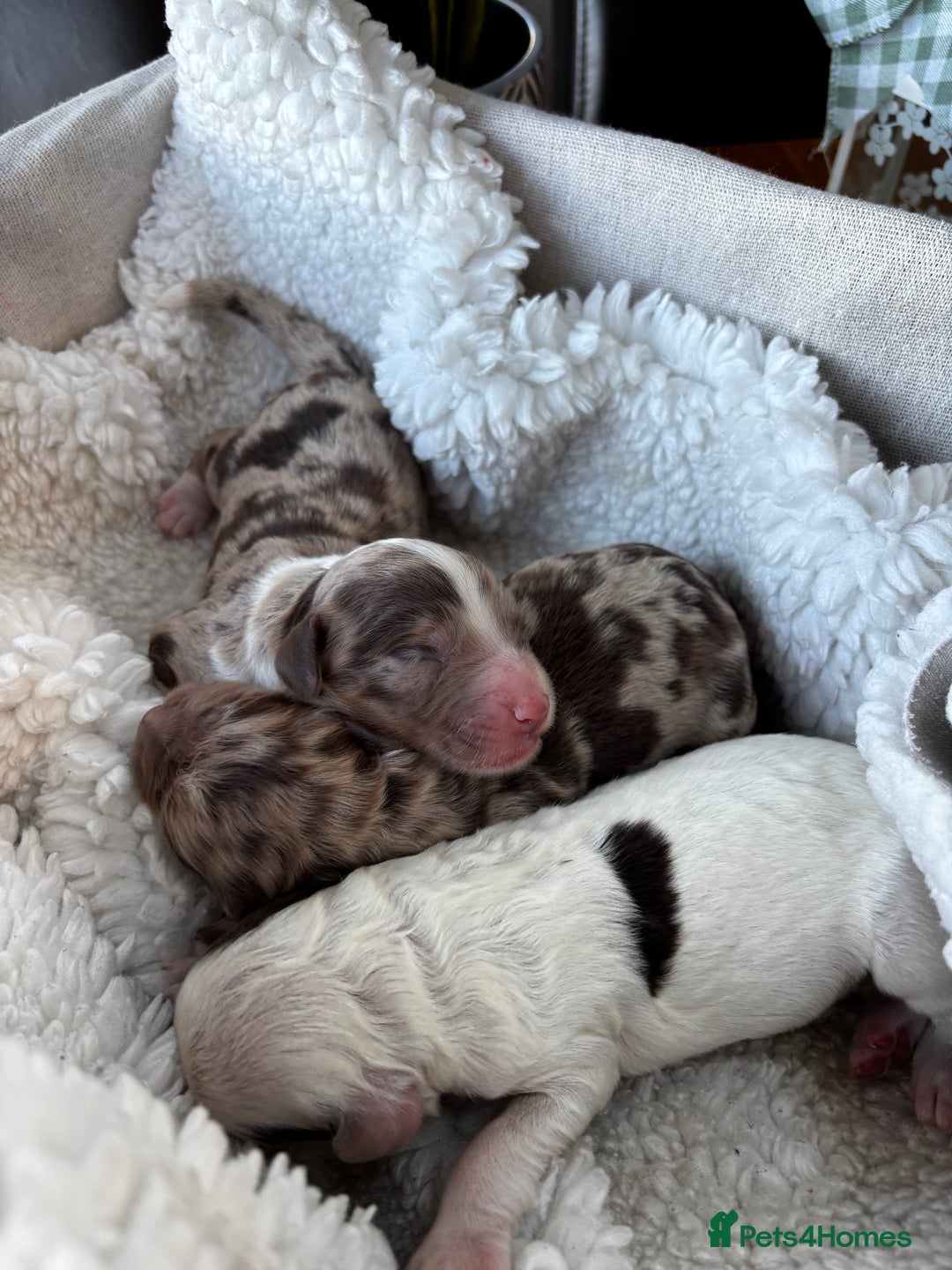 Sproodle dogs for sale: 🐾 Premium Sproodles - Merles & Stunning Parti 🐾 - Advert 8