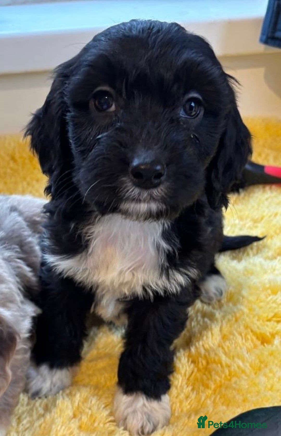 Cockapoo dogs for sale: Cockapoo puppies  - Advert 12