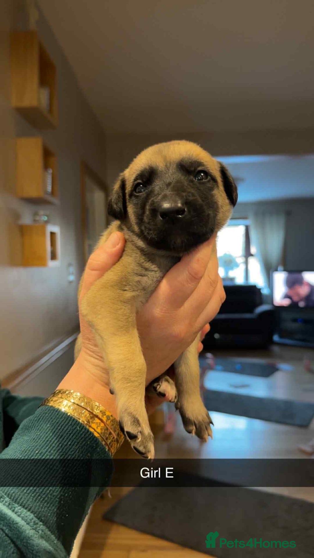 Mixed Breed dogs for sale: Saluki bull greyhound × Belgium malinois  - Advert 8