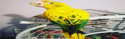 Parrots birds for sale: Sad to sell my beloved 5 year old Male Golden  - Advert 7