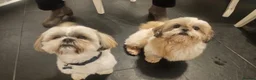Shih Tzu dogs for sale: Adorable family raised Shih Tzu puppies for sale  - Advert 13