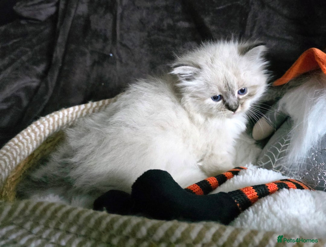 Siberian cats for sale: Champion blood, 5Generation pedigree kittens - Image 7